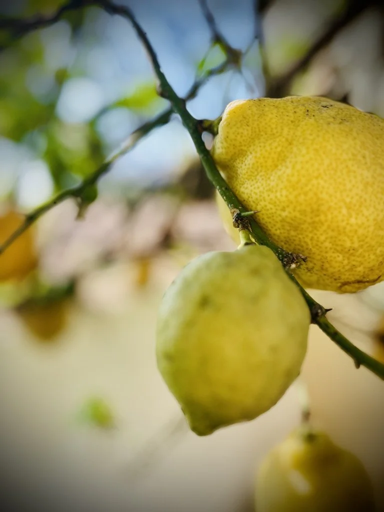 Close-up of a branch with a yellow lemon and a green lemon hanging from it.
