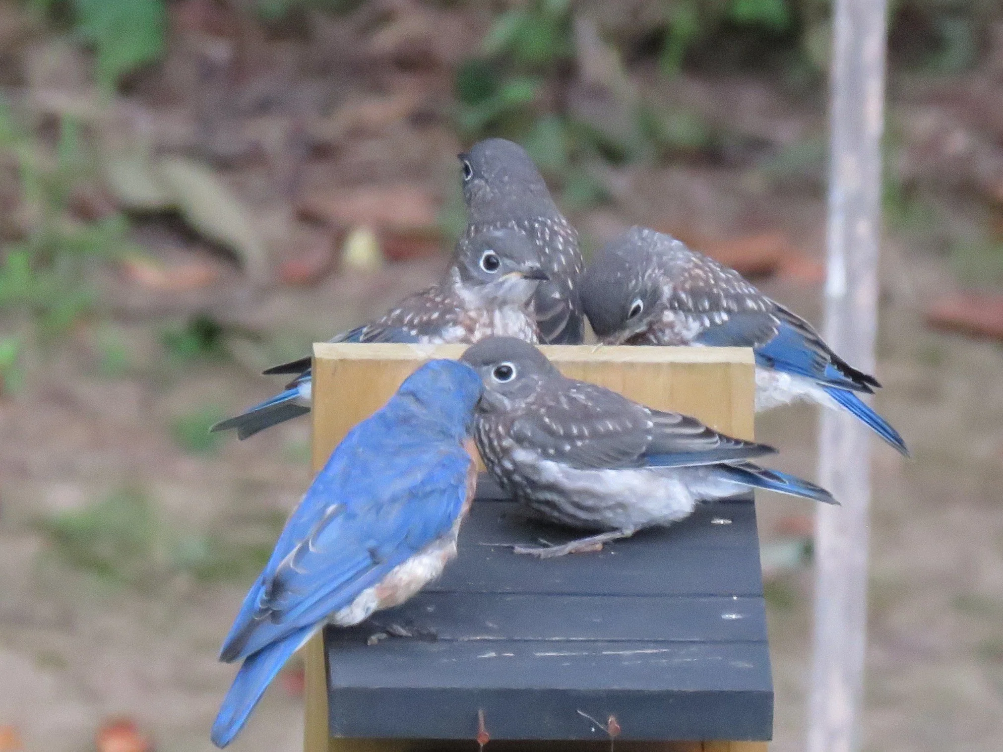 A Bluebird Summer