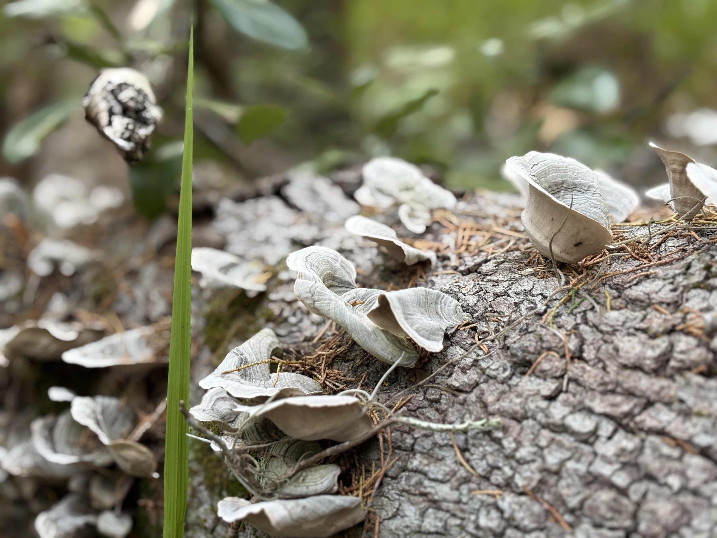 Groups - Coming Soon