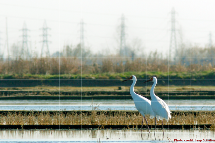 AviStep-A Renewable Energy Planning Tool for Avian Conservation