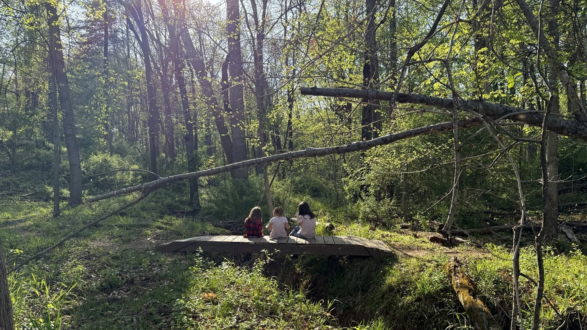 Three girls sitting on a wooden platform in a wooded area with tall trees and green foliage, sunlight filtering through the leaves.