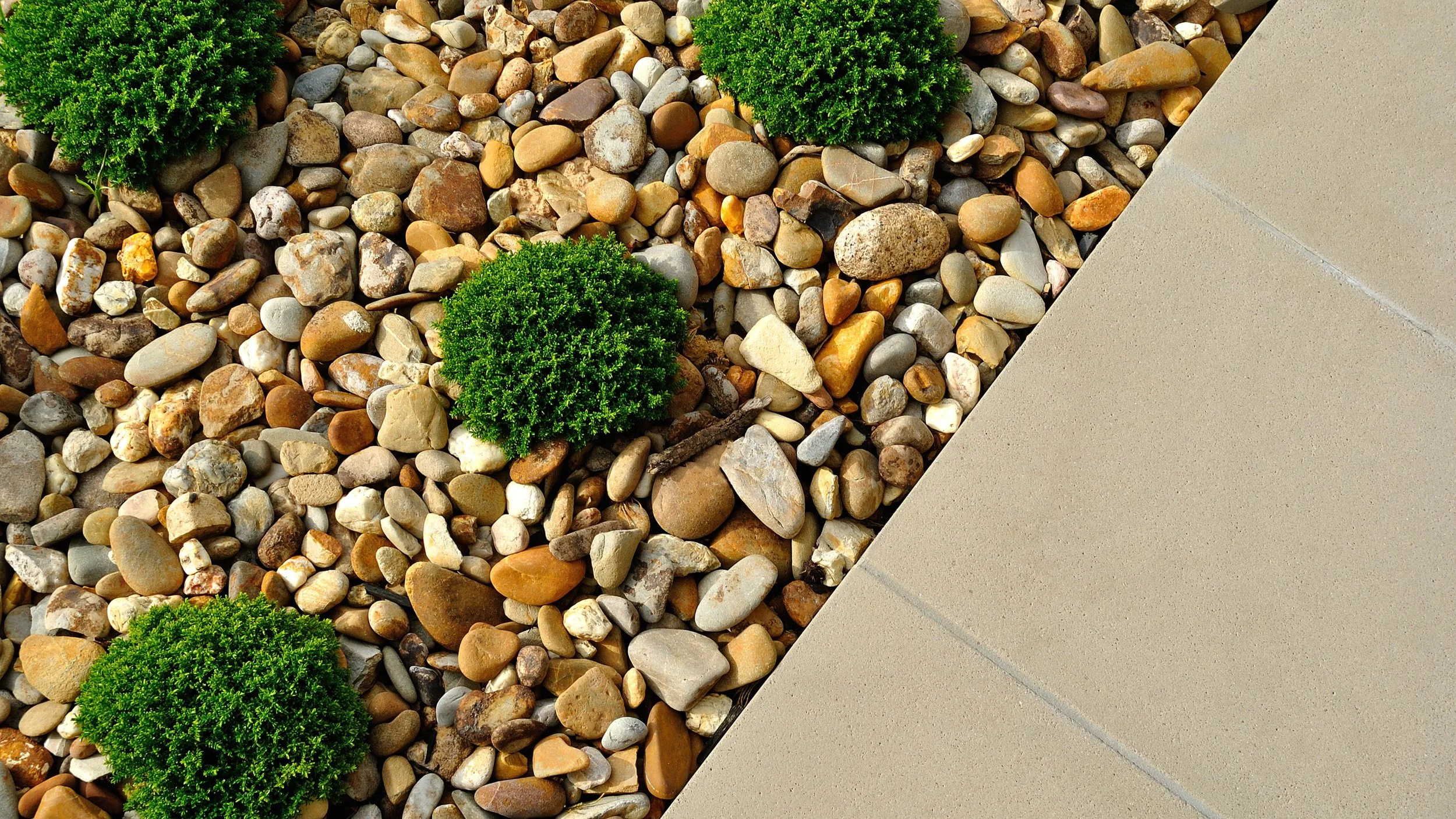 Decorative garden bed filled with multicolored smooth river rocks and three round green shrubs, with a concrete pathway on the right side.