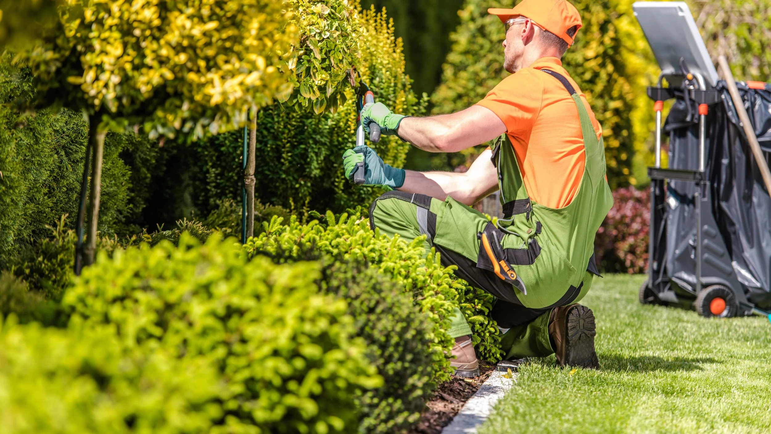 A man in orange and green outdoor work clothes kneels on the grass, trimming a hedge with pruning shears. A folding lawn cart is visible nearby.