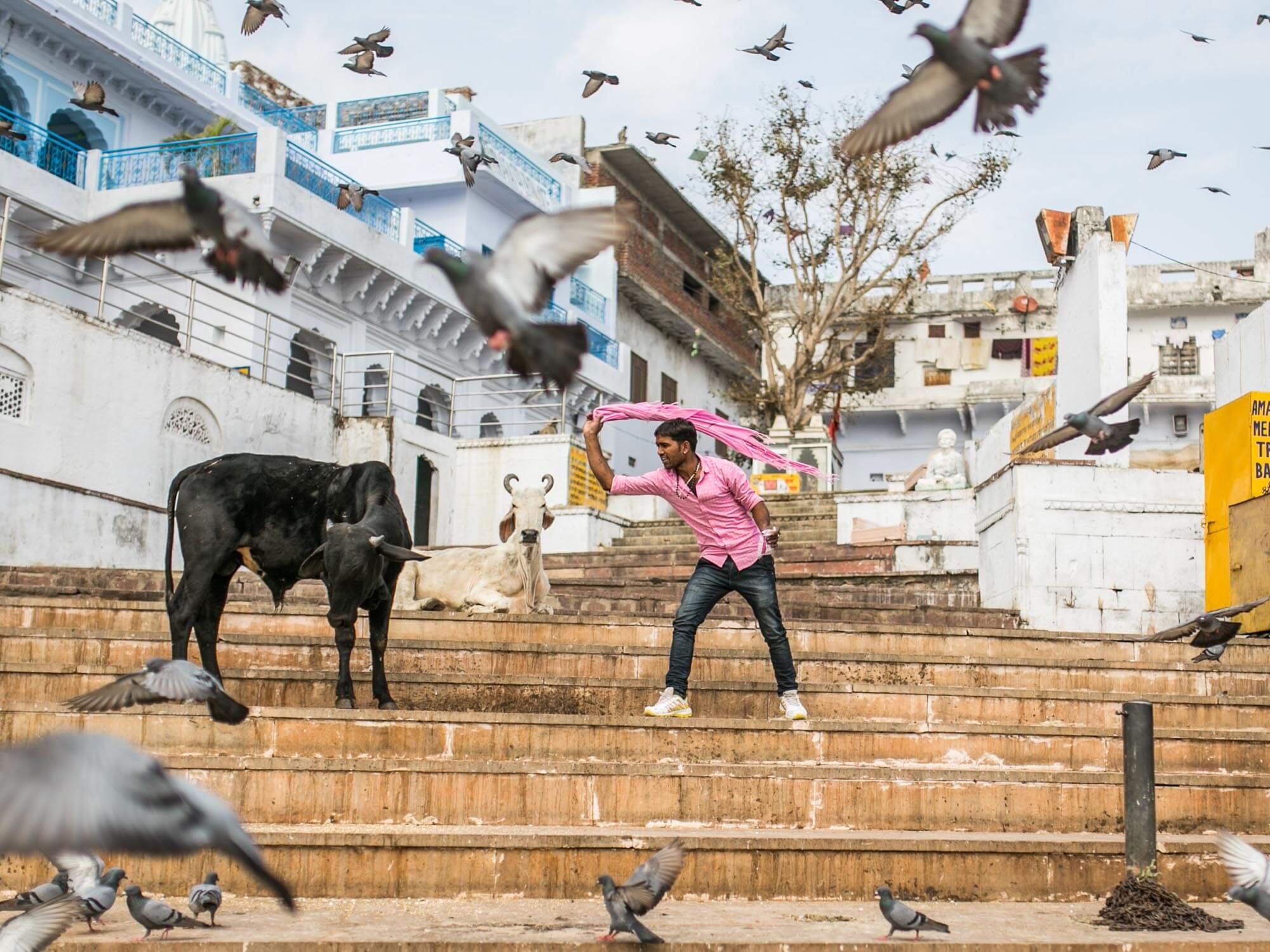 A young man wearing a pink shirt and black jeans is on a set of stairs, holding a pink cloth above his head. He is surrounded by pigeons flying around and standing on the stairs. There are two cows, one black and one white, sitting on the stairs, wit