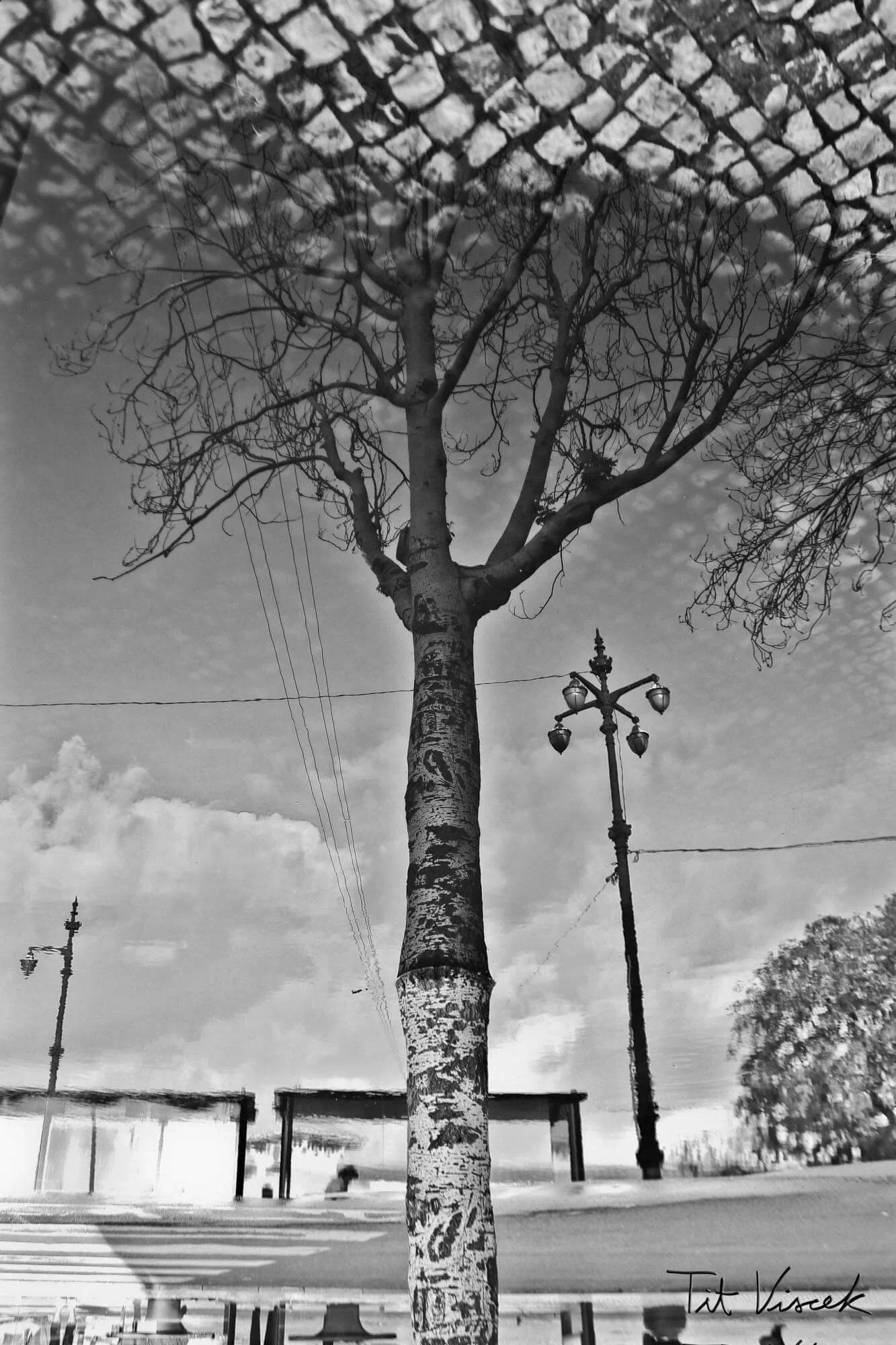 Black and white photo of a tall, leafless tree with a textured trunk. A vintage street lamp is nearby, along with a bus stop and some structures, under a partly cloudy sky.