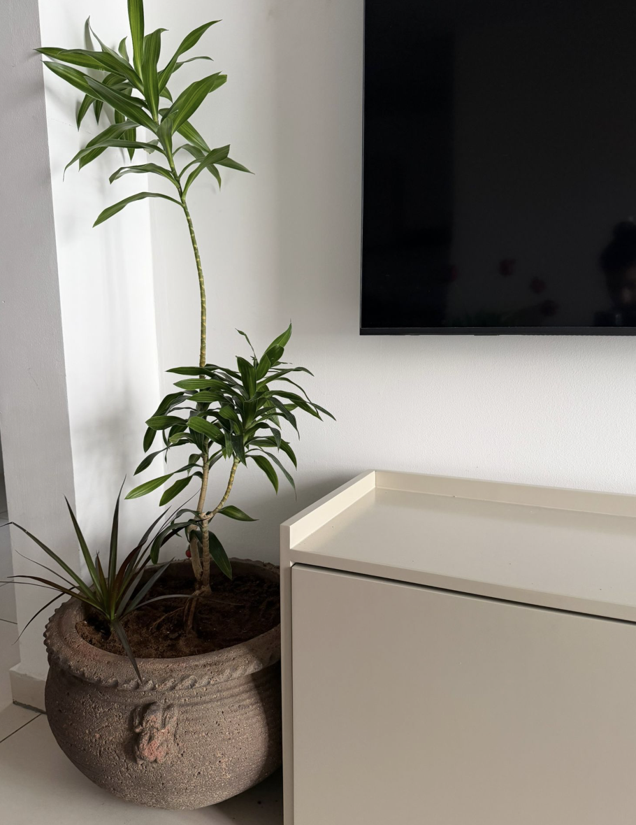 עיצוב פנים בוטני - תמונה 2