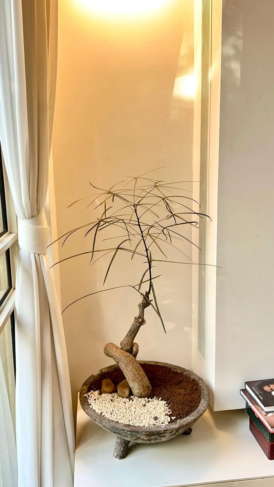 עיצוב פנים בוטני