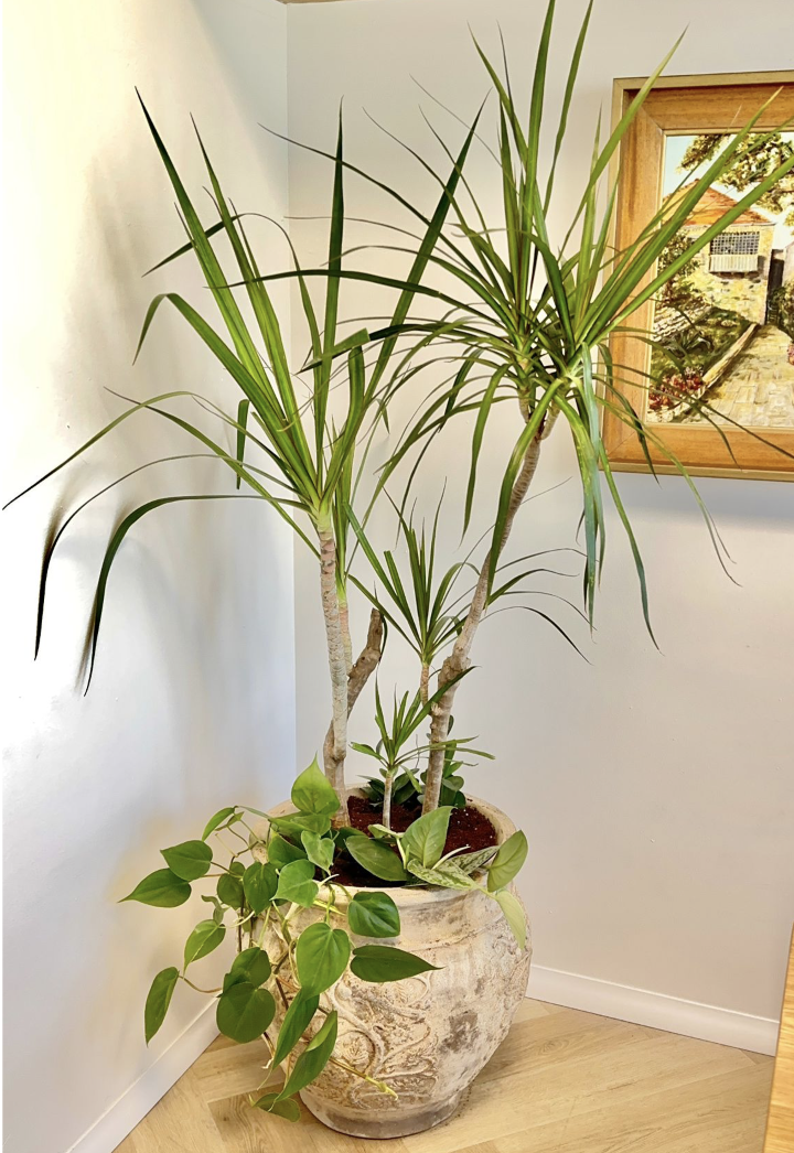 עיצוב פנים בוטני - תמונה 3