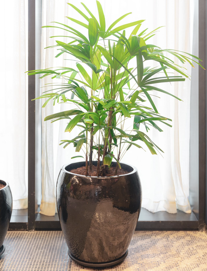 עיצוב פנים בוטני - תמונה 7