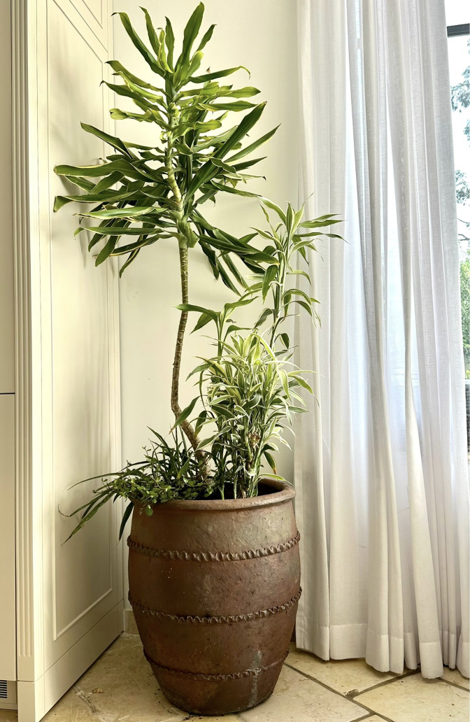 עיצוב פנים בוטני - תמונה 5