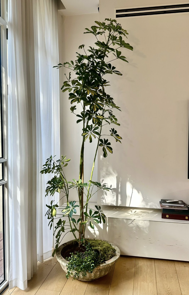 עיצוב פנים בוטני - תמונה 4