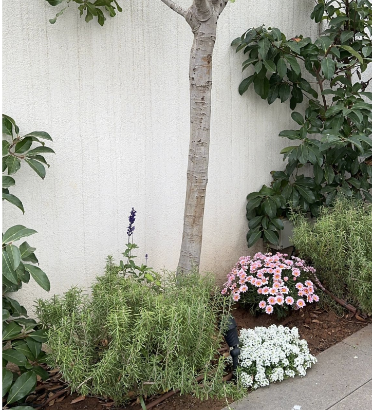 תכנון נוף - תמונה 3