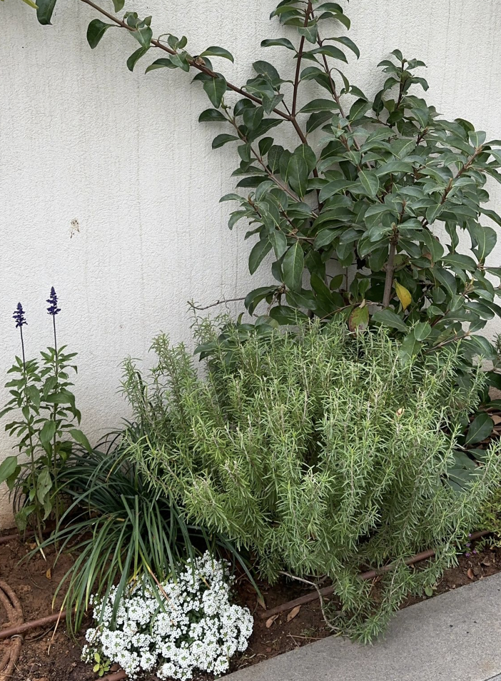 תכנון נוף - תמונה 4