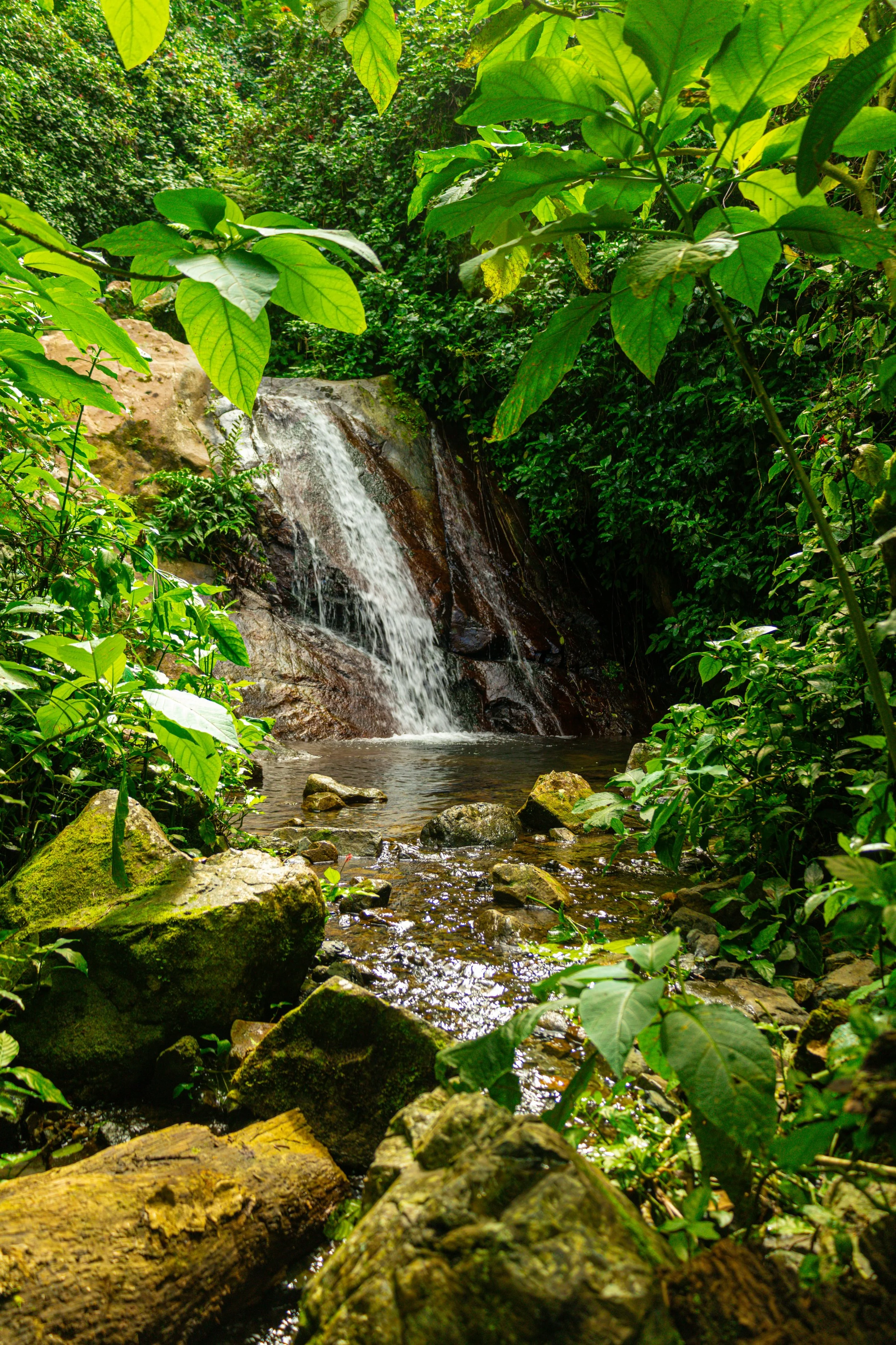 Petite cascade dans une forêt verdoyante avec de nombreux rochers et de grandes feuilles.