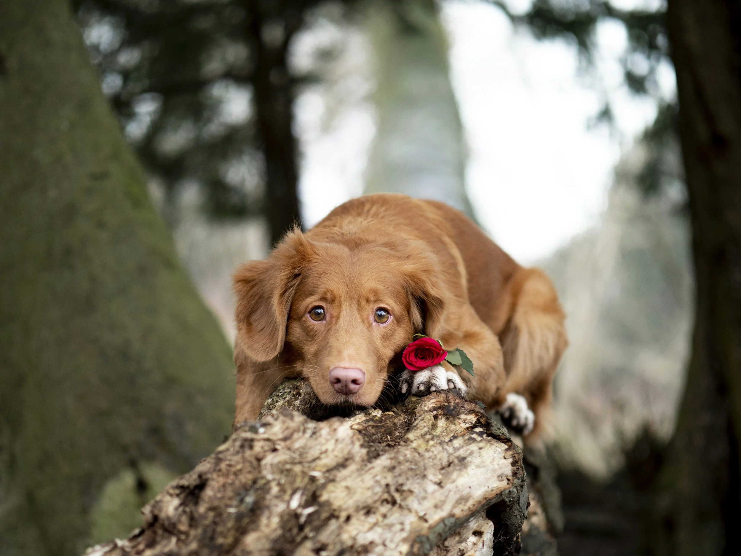 A golden retriever puppy with a red rose in its mouth lying on a tree branch in a wooded area.