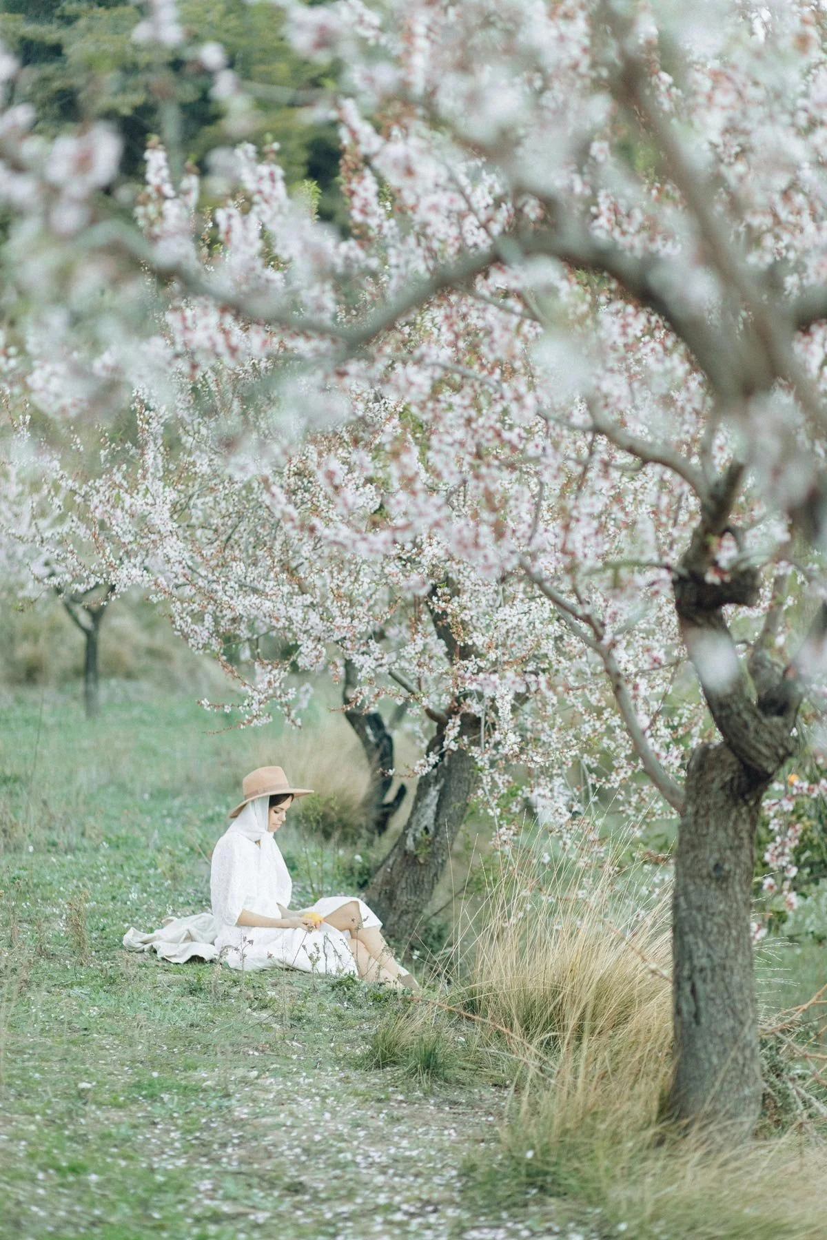 A woman sitting under flowering trees, reading a book near a grassy area.