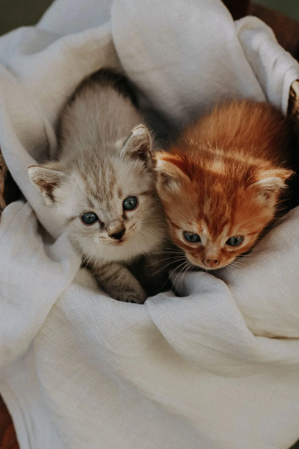 Two kittens, one gray and one orange, sitting on white fabric with their heads close together. The gray kitten has blue eyes and the orange kitten has blue eyes as well.