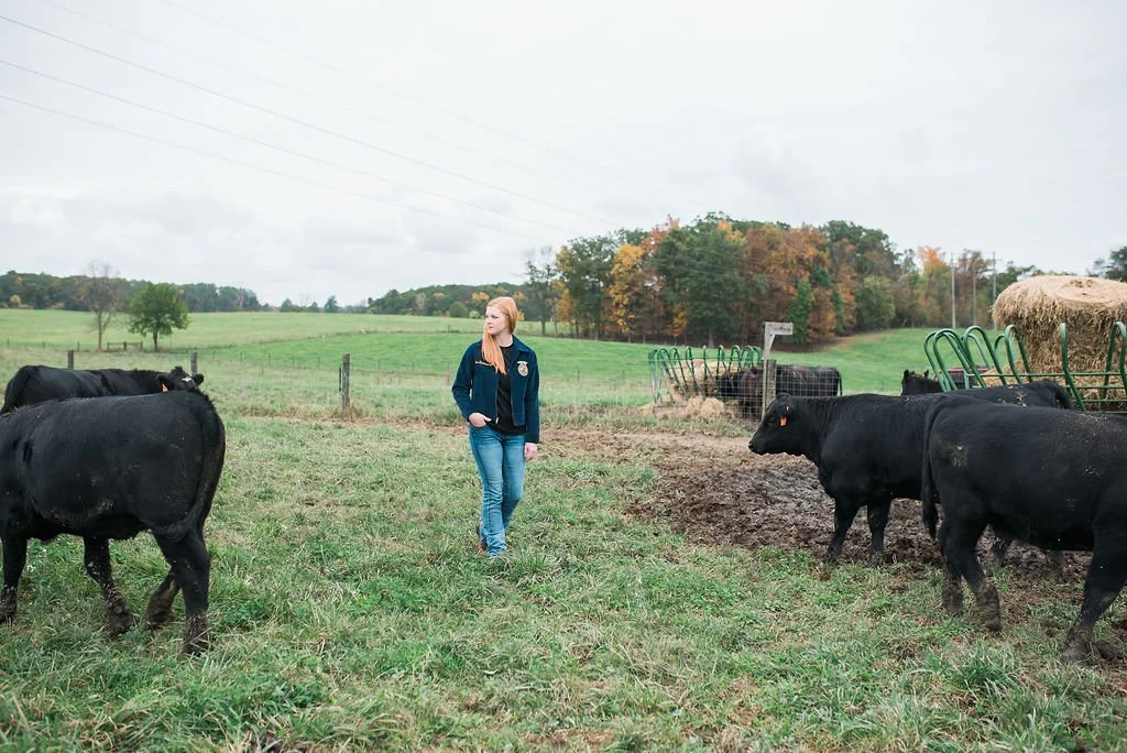 A woman in a navy jacket and jeans walking through a grassy farm field with black cows around her, some near hay bales and farm equipment, under a cloudy sky.