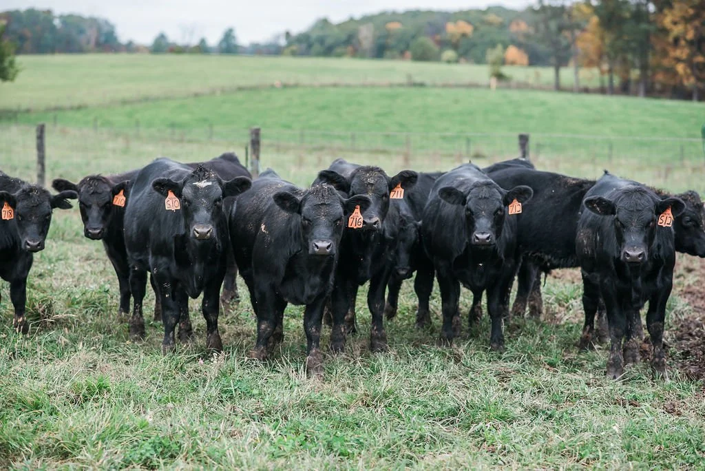 A group of black cattle standing in a grassy field, some with orange ear tags, with a rural landscape and trees in the background.