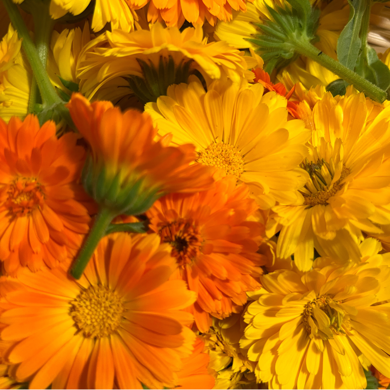 Organically Grown Dried Whole Calendula Flowers (The Sunshine Flower) - 14g