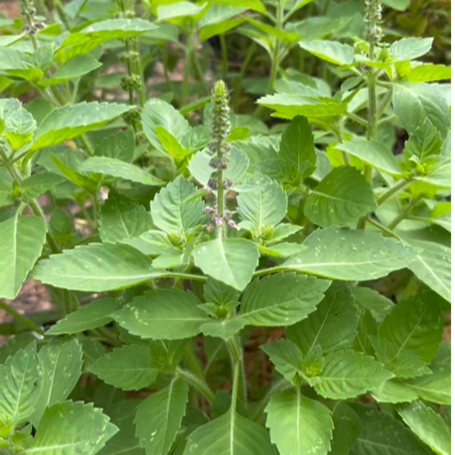 Organically Grown Dried Holy Basil (The Sacred Herb of Peace) Loose Leaf Herb - 14g