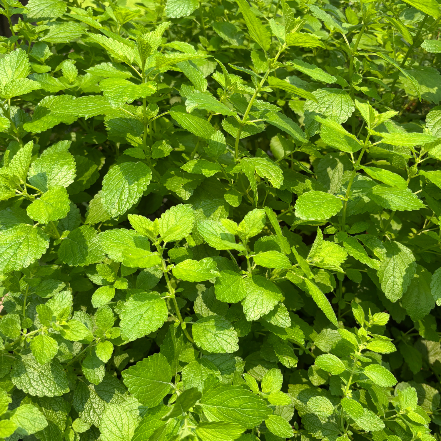 Organically Grown Dried Lemon Balm (The Gentle Herb of Calm) Loose Leaf Herb - 14g