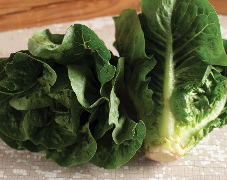 Monte Carlo Pelleted Romaine Seed