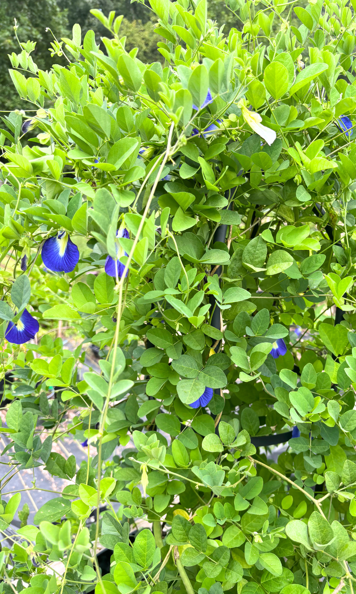 Organically Grown Dried Blue & White Butterfly Pea Flowers, 14g