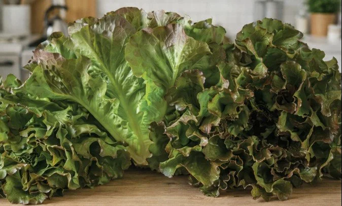 Purple Fusion Pelleted Lettuce Seed