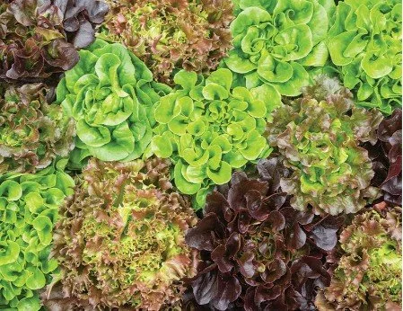 Mini Head Lettuce Mix (Pelleted Seeds)