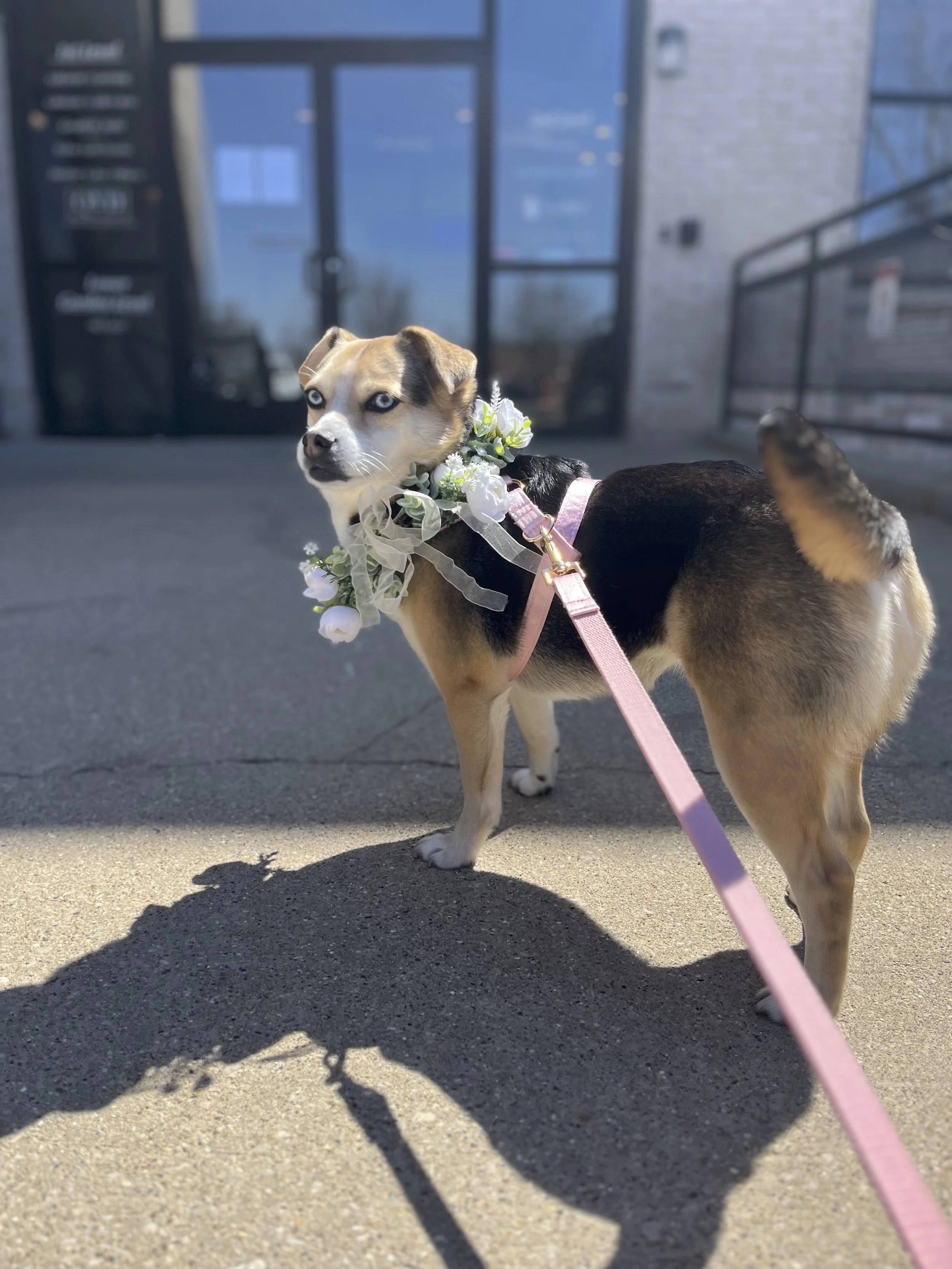 Dog at Wedding Venue