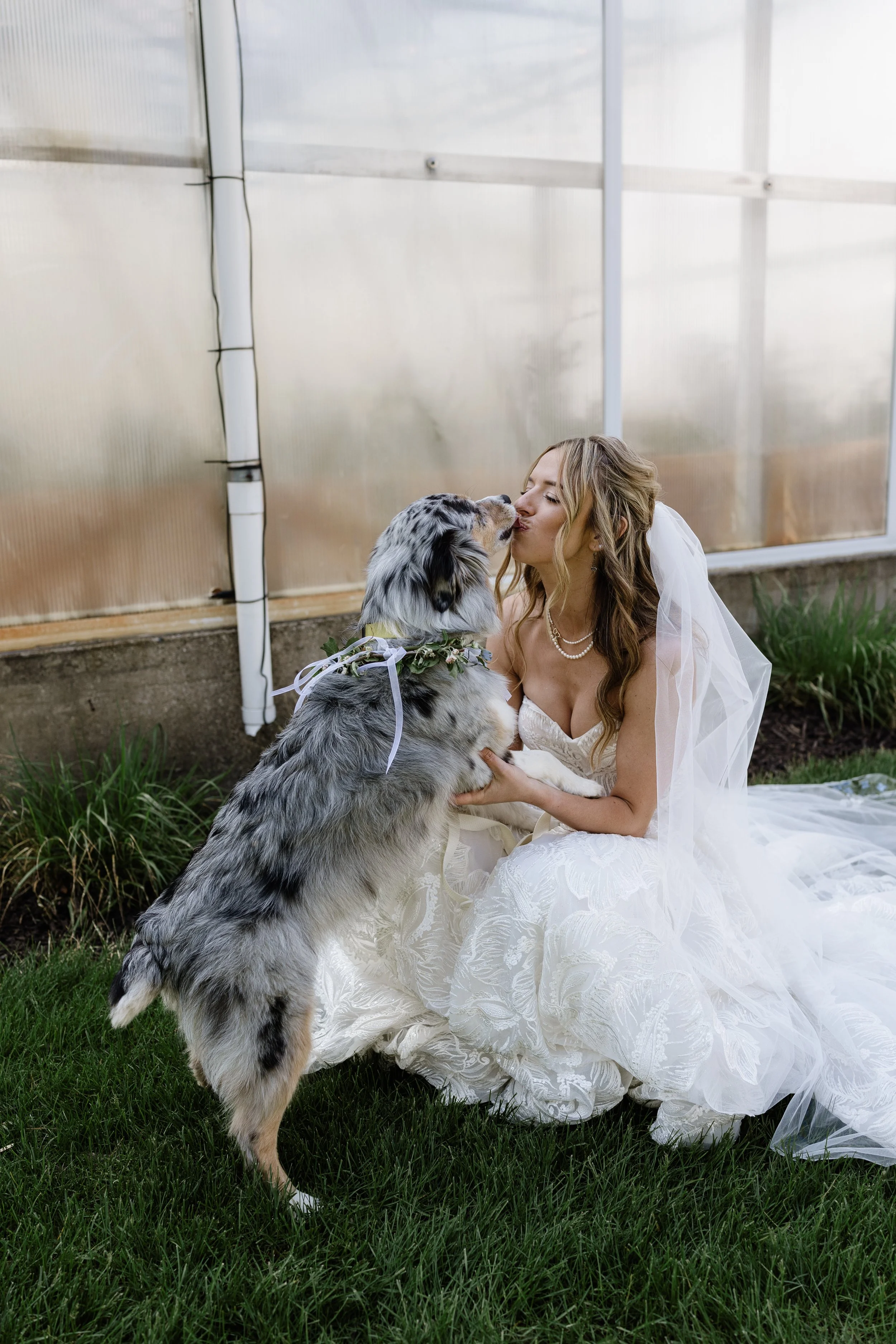 Dog kissing the bride at wedding