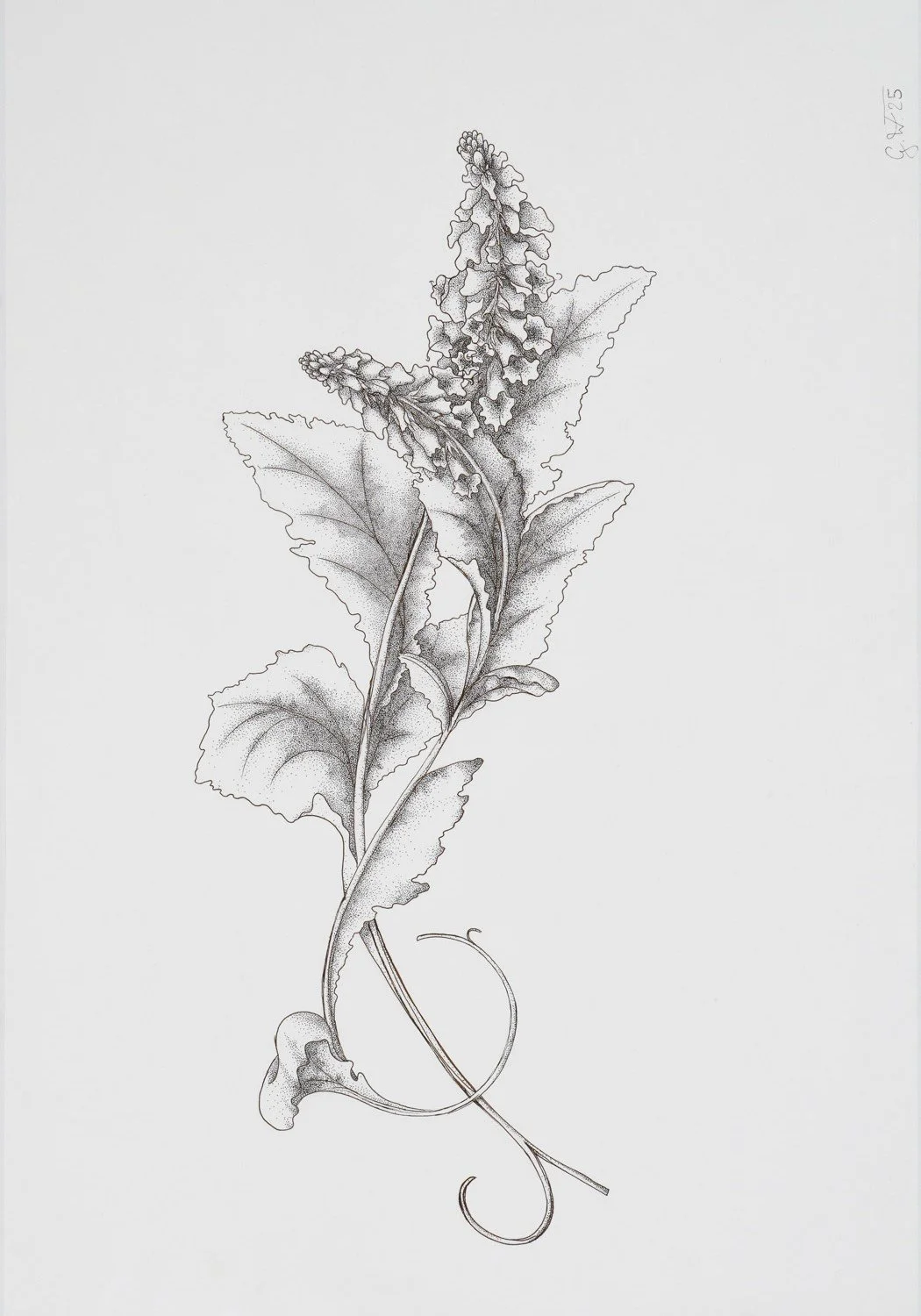 Carinthian wulfenia #1, 2025. Ink on paper — 42x62cm
