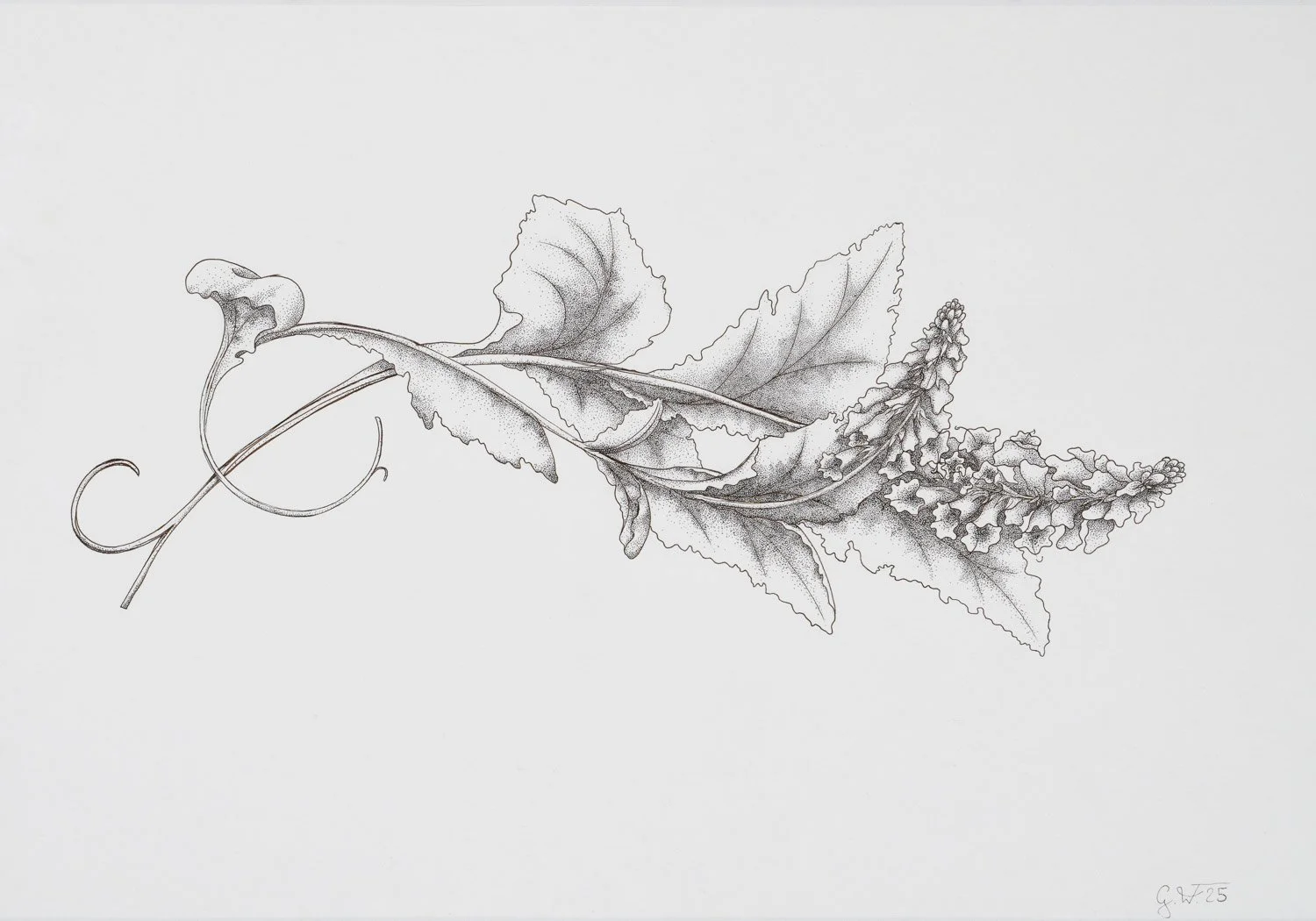 Carinthian wulfenia #1, 2025. Ink on paper — 42x62cm