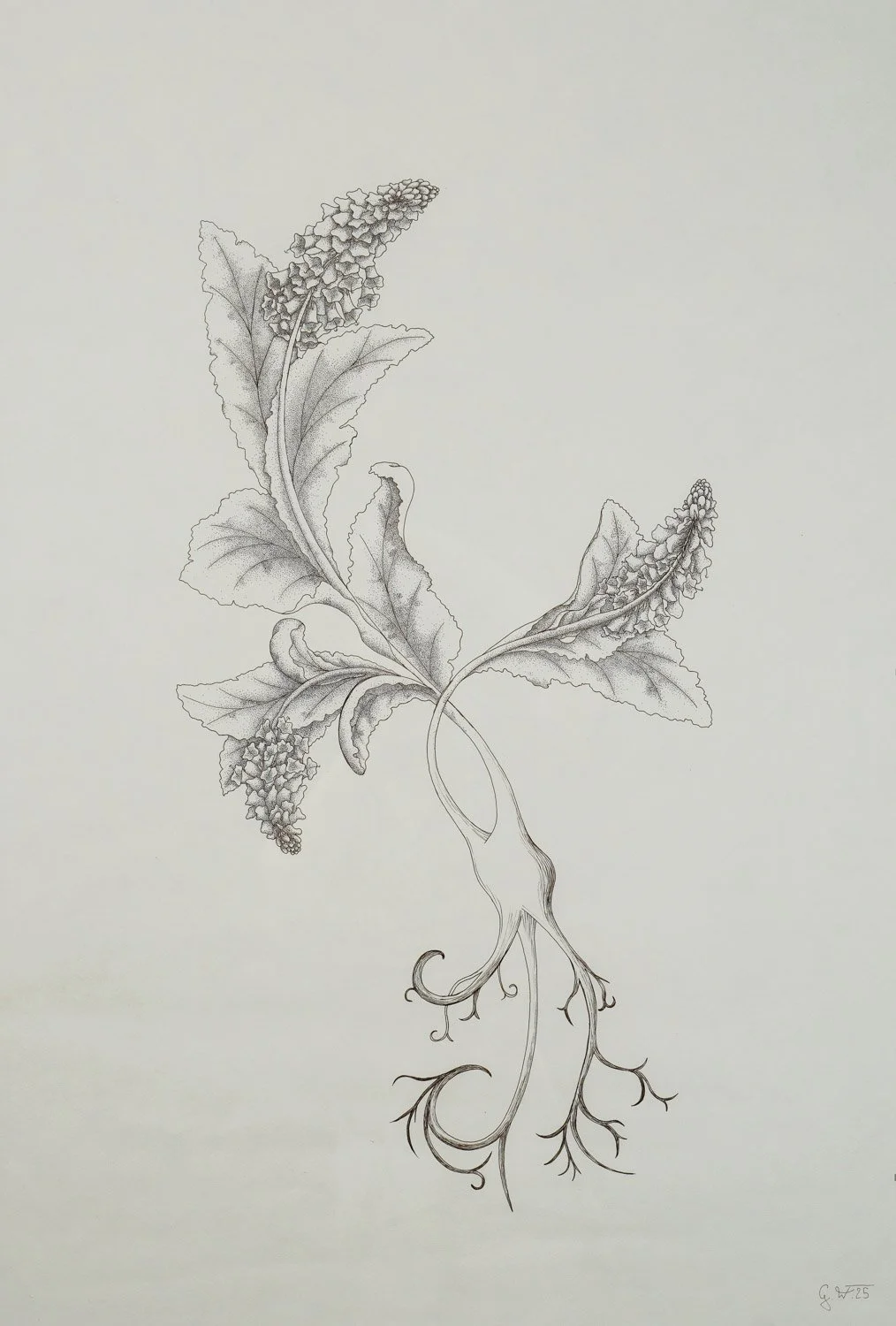 Carinthian wulfenia #2, 2025. Ink on paper — 93x62cm