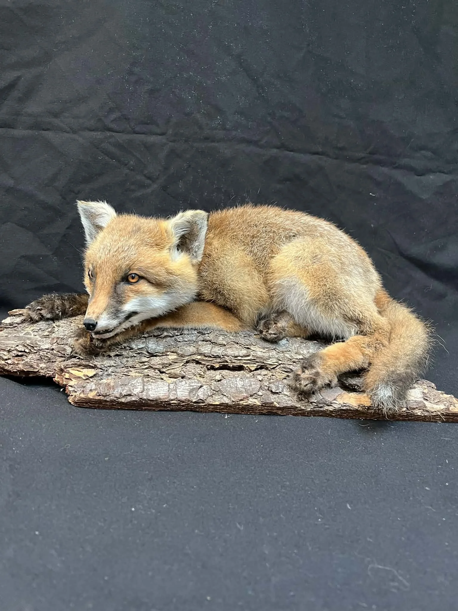 A realistic fox sculpture lying on a piece of wood against a black background.