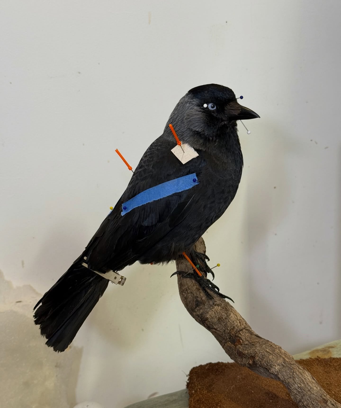 One of the 2 jackdaws I have mounted up today, both of which will be available once dry but will get final photos then 

#taxidermy #taxidermist #taxidermyart #fyp