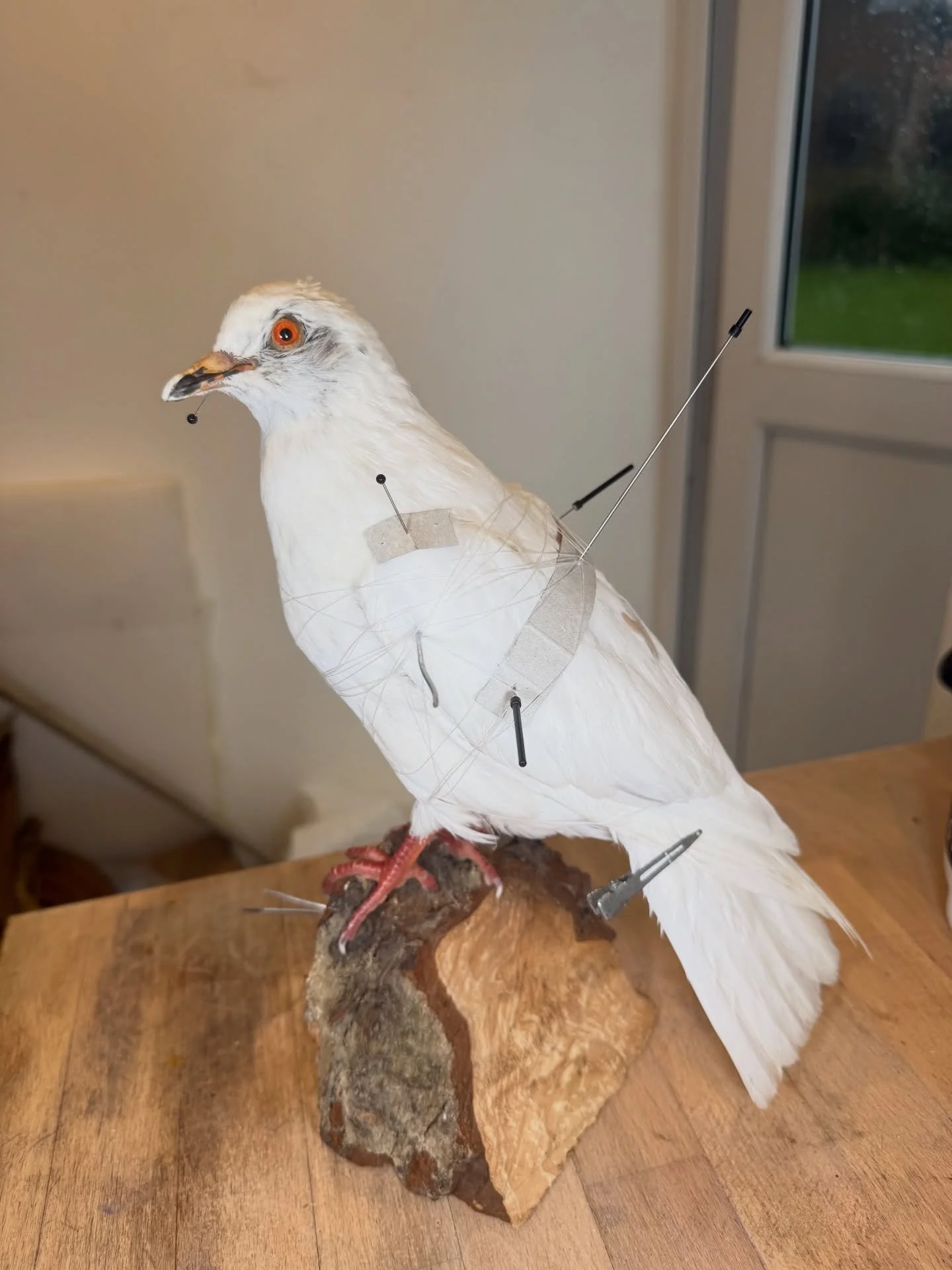 White pigeon (or dove) done today, think it&rsquo;s come out nice regardless of how tricky they can be 

#taxidermy #taxidermist #taxidermyart #fyp