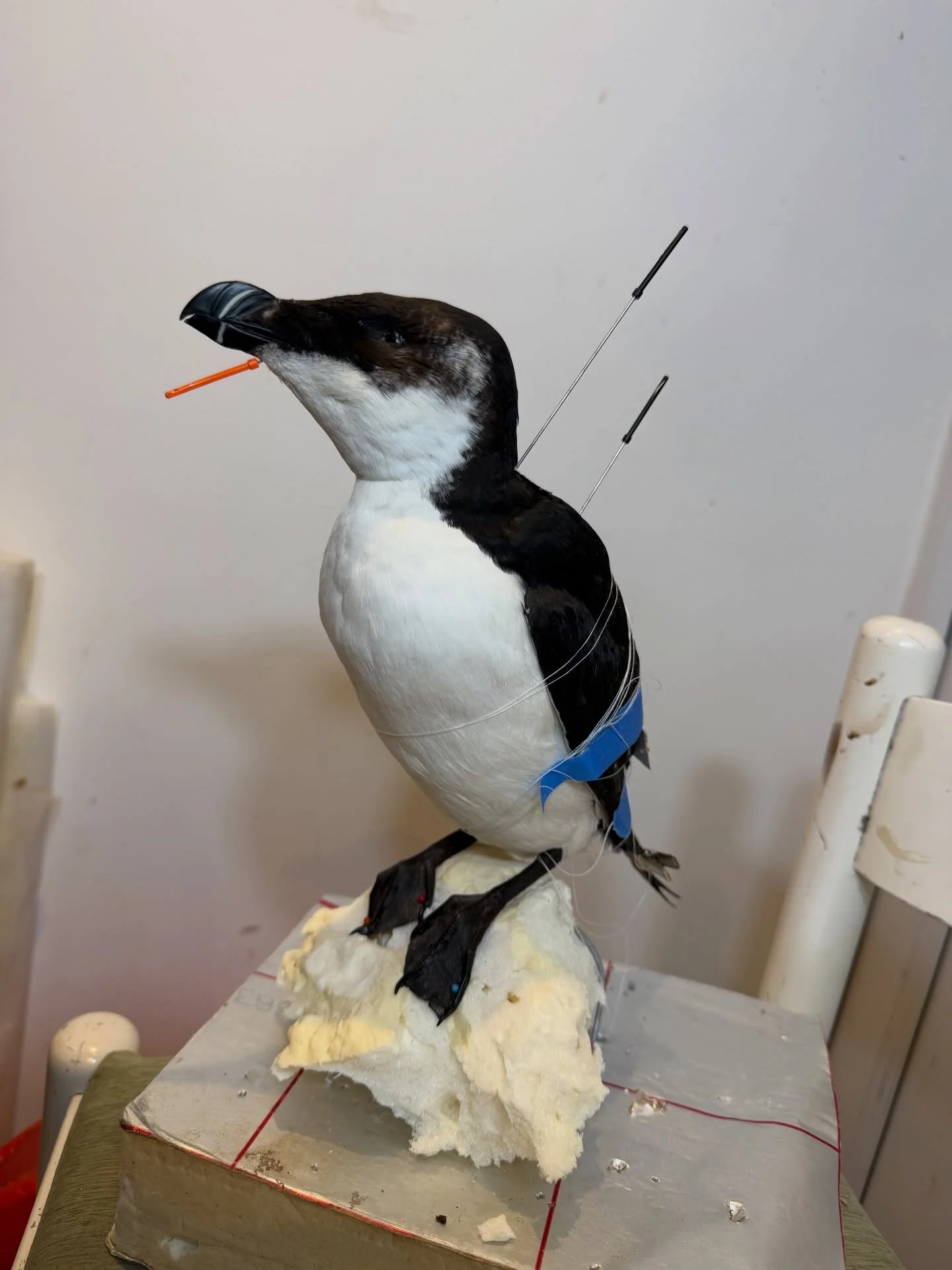 Razor bill mounted up today, will carve, paper mache and then aim the foam to create a faux rock. 

Will be available one done 

#taxidermy #taxidermist #taxidermyart #artist #fyp