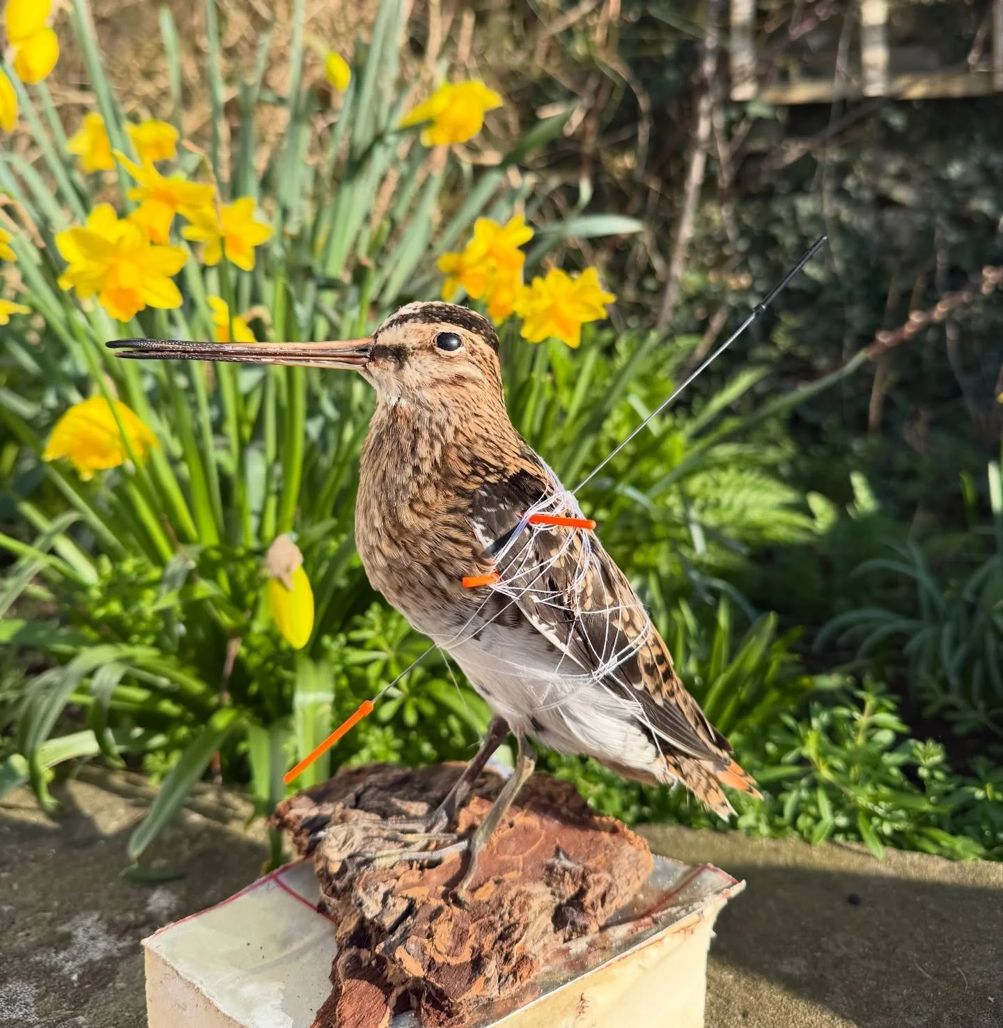 Snipe done and finished up, tricky little birds but sweet 

#taxidermy #taxidermist #taxidermyart #artist #fyp