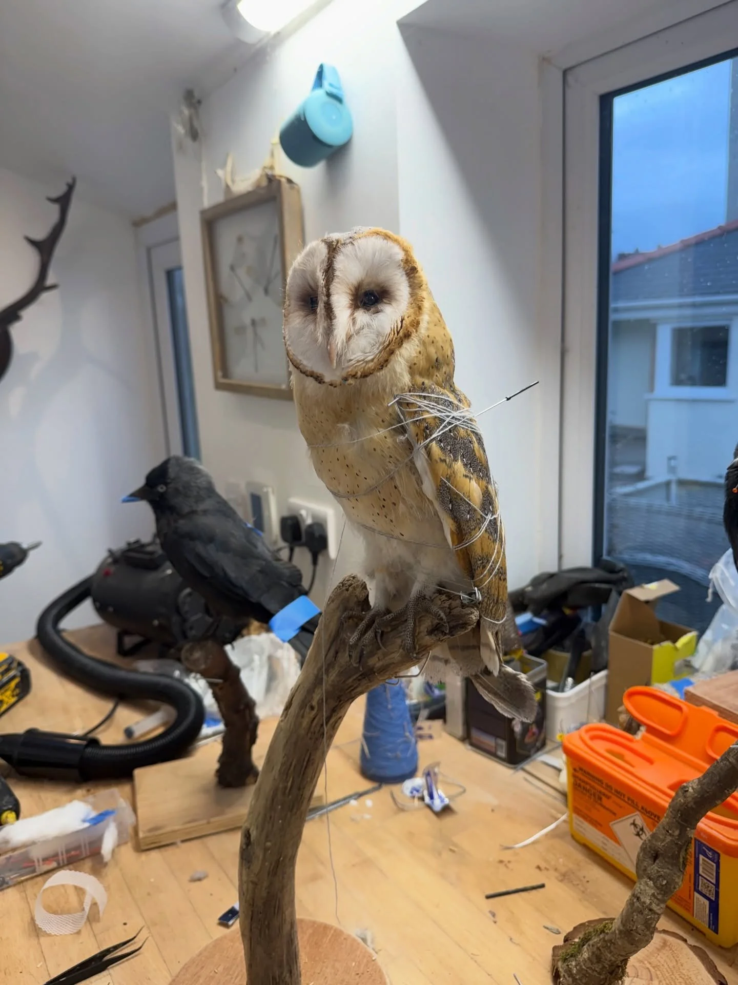 Barn owl, very young bird which flew into a window 

Not for sale just an example of my work 

#taxidermy #taxidermist #taxidermyart #artist #fyp