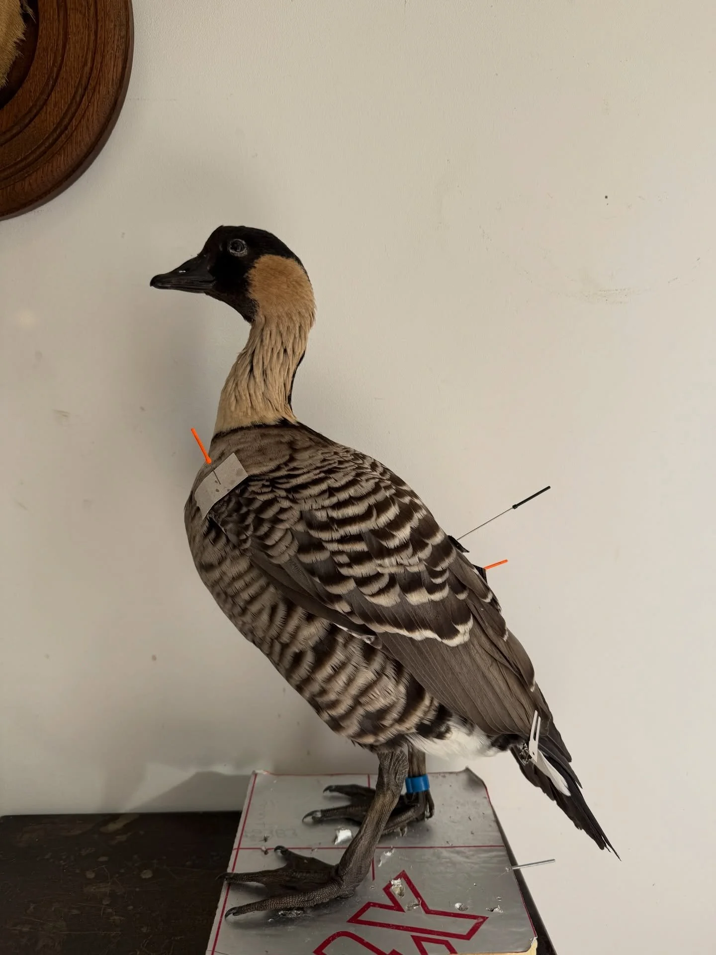 The Nene or Hawaiian goose that I have put together today. Did you you this is the rarest goose in the world?! 

Available once dry 🖤

#taxidermy #taxidermist #taxidermyart #artist #selfemployed