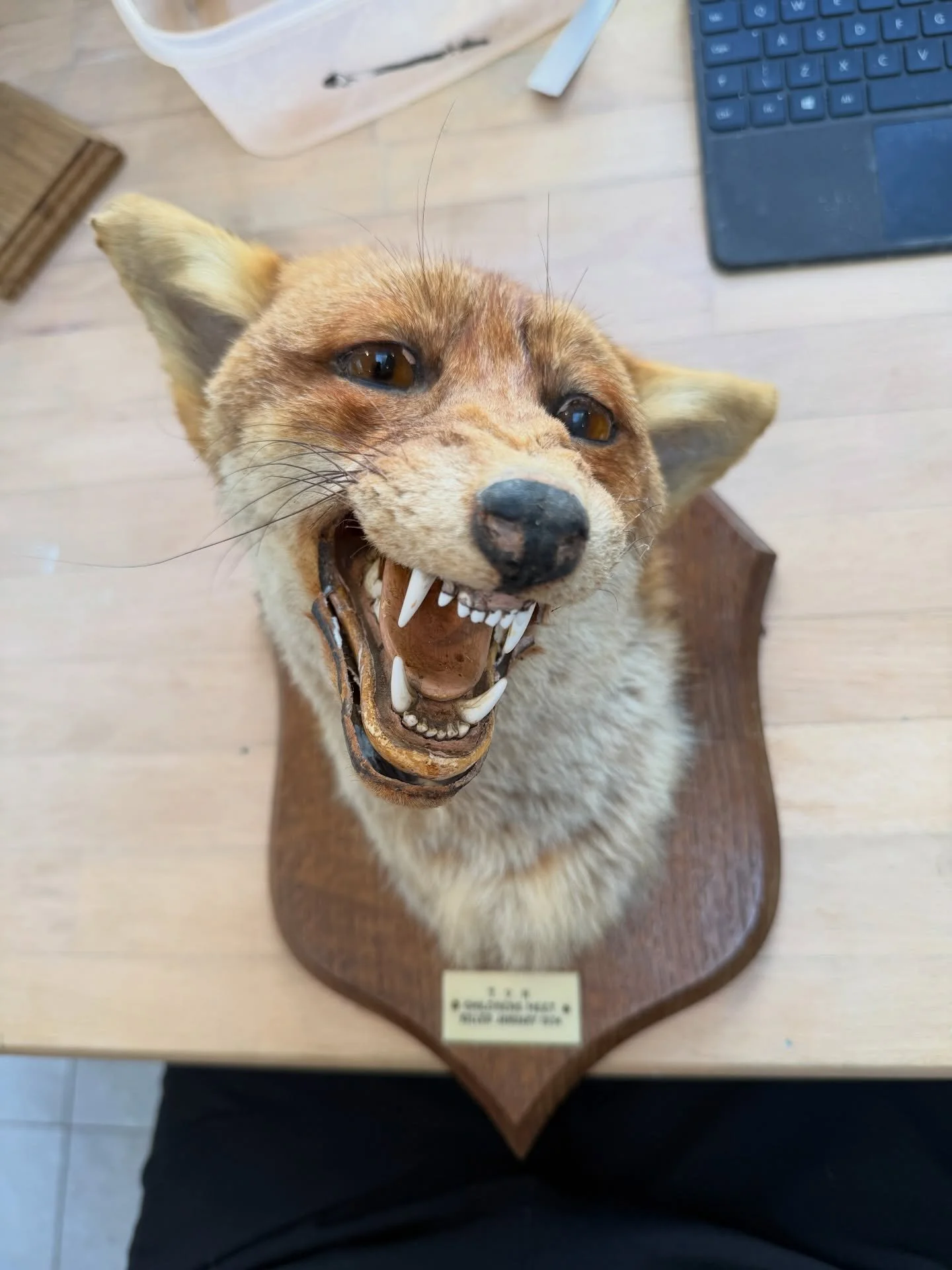 Restorations on the table today 

Spicer fox mask and van ingen leopard 

#taxidermy #taxidermist #taxidermyart #taxidermybusiness #smallbusiness