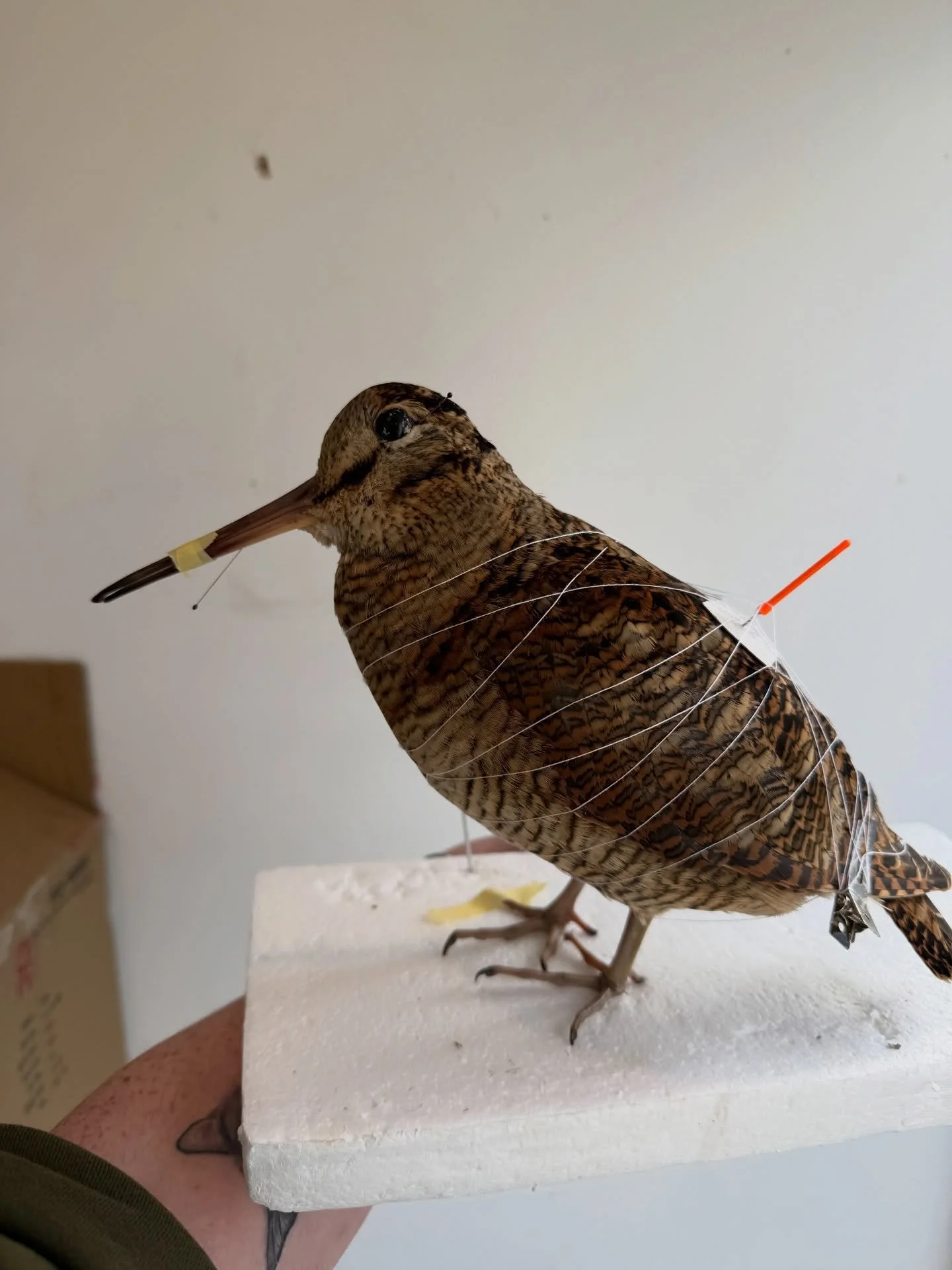 Woodcock mounted up as a commission, such tricky birds but I feel I won the battle in this one! 

Will be going on a wooden flat but just needed to get it into place for today 

#taxidermy #taxidermist #taxidermyart #artist #smallbusiness