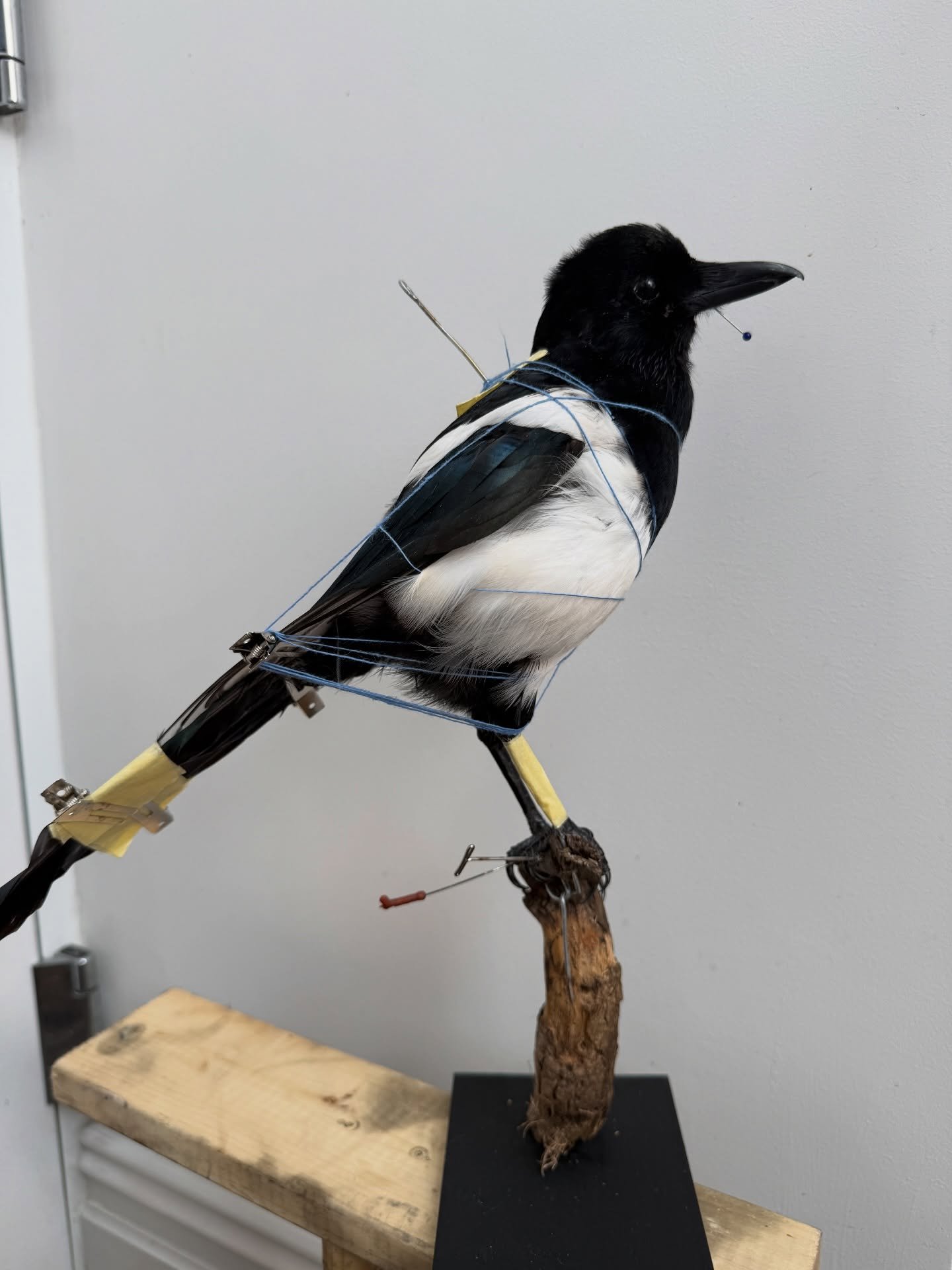Another magpie up and drying! I&rsquo;ll do a different bird tomorrow I promise 🫣

Don&rsquo;t forget to check the website for some new stock and reduced pieces 🤍

#taxidermy #taxidermist #taxidermyart #artist #fyp