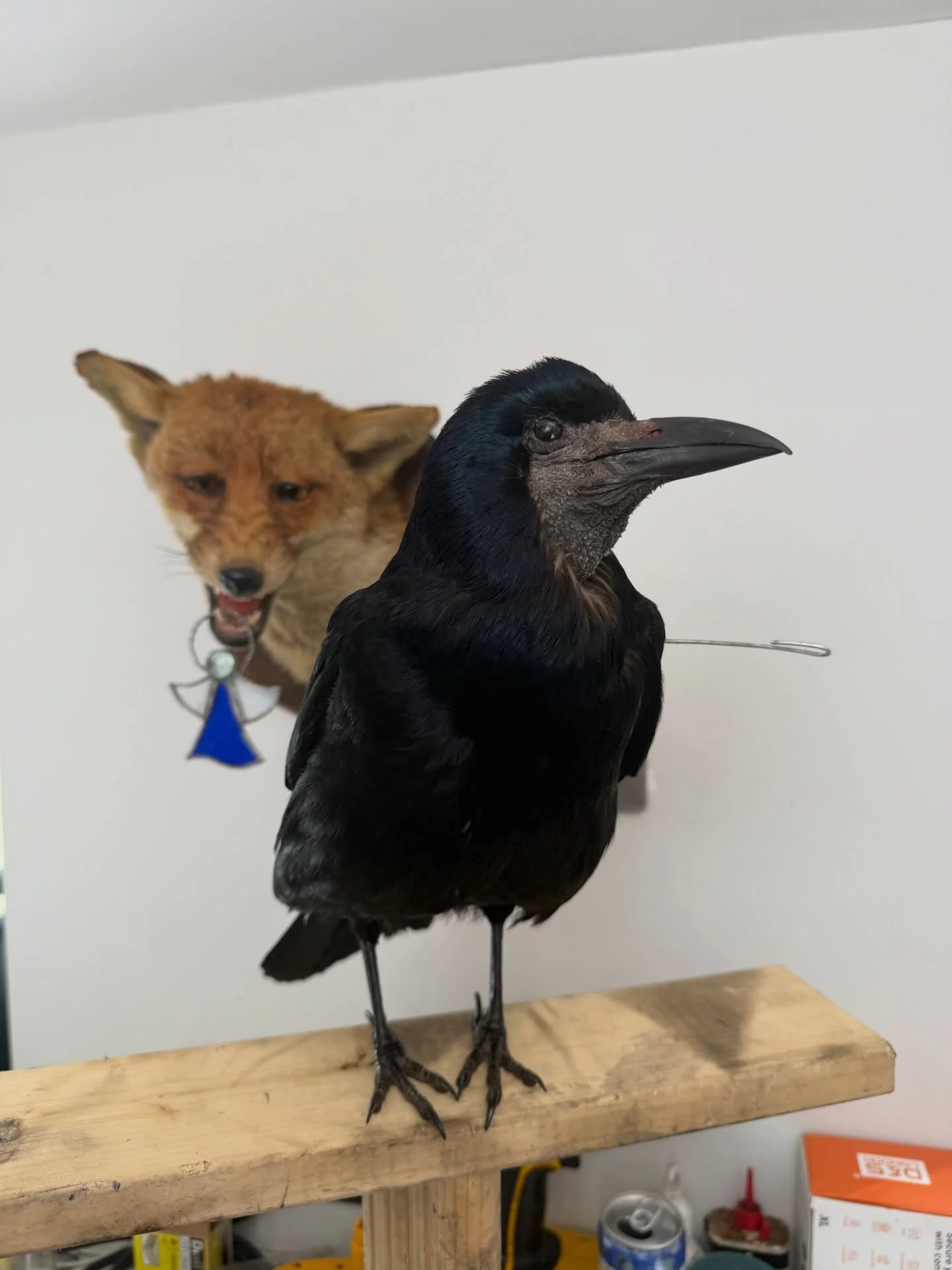 Rook put together today, still some feathering to be done and will put him on a proper base and mount tomorrow. 

He&rsquo;ll be available once dry 

#taxidermy #taxidermyart #taxidermist #artist