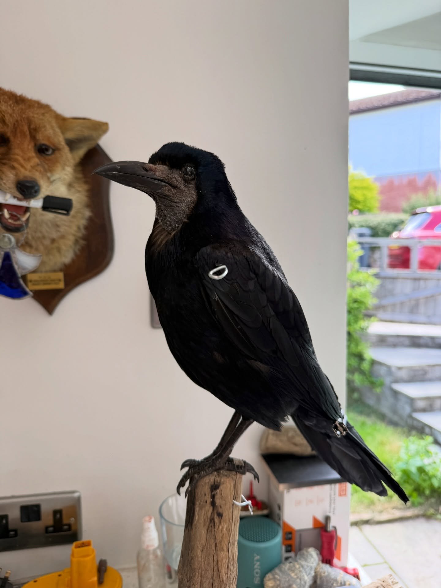 Mr rook is now on a branch setting to dry, will need some finishing work but once that&rsquo;s done he&rsquo;ll be ready to fly off to a new home! 

I think rooks are overlooked out of our uk corvids, but the colours on them are so amazing under the 
