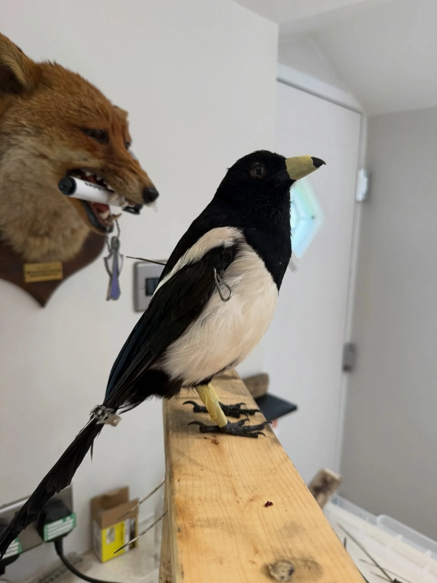 One of the magpies put together, on a temporary stand. 

Had some problem with the scales on the feet starting to slip so I&rsquo;ve taped it until it dried and will rebuild what&rsquo;s missing with epoxy. 

#taxidermy #taxidermist #taxidermyart #ar