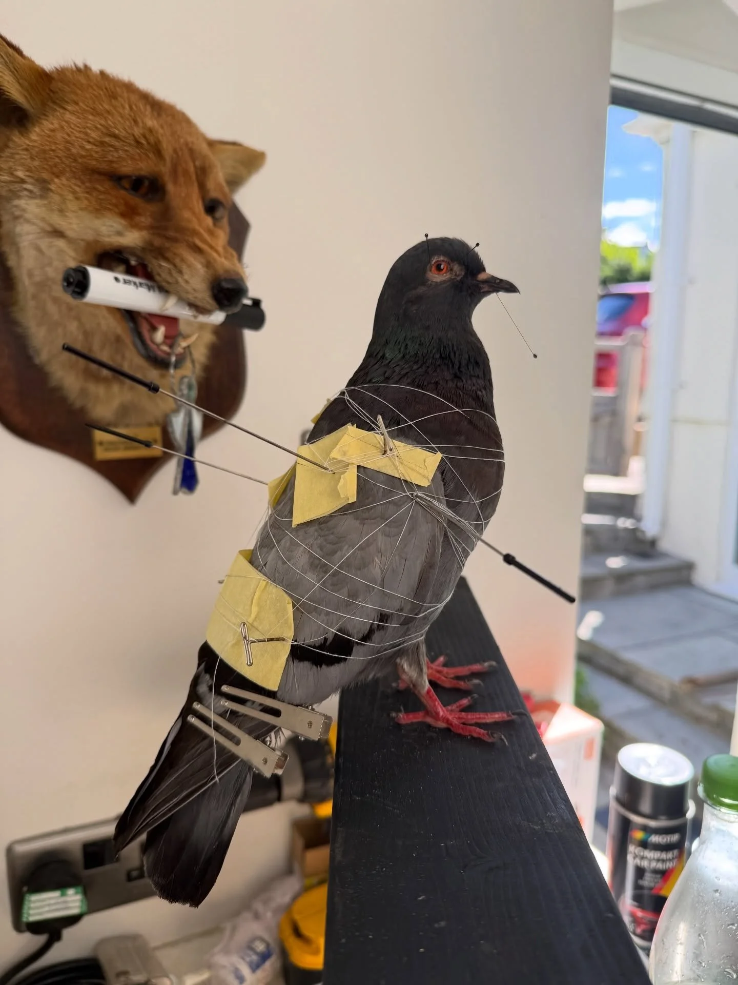 Pigeon done up today, tricky birds but I think came out nice. Only on a temp stand before I put it on its final base tomorrow, wanted to focus on getting the feathers right. 

Will be available once dry or can be reserved. 

#taxidermy #taxidermyart 