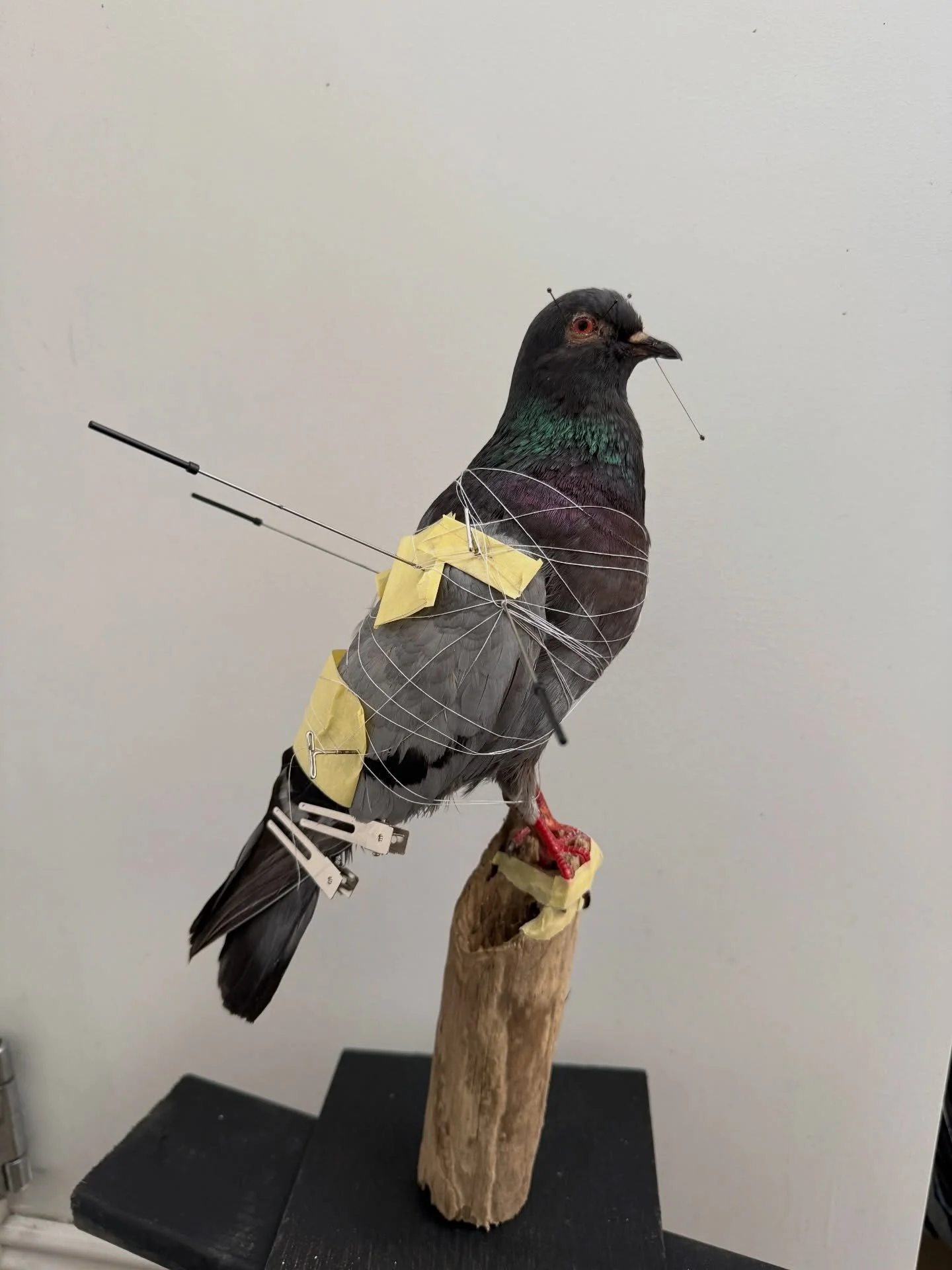 Here is the pigeon on its final stand, now I just need to wait until it has friend to unpin and do the finishing work 

#taxidermy #taxidermist #taxidermyart #artist #fyp